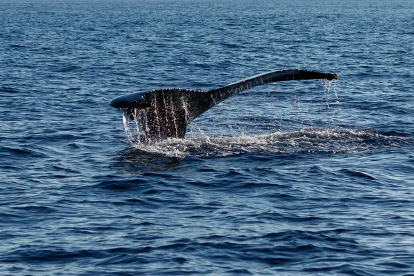 Knölval svans fluke. — Stockfoto