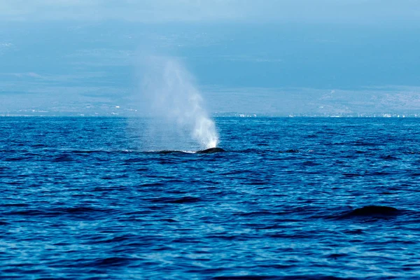 Fúj, vagy spouting Hosszúszárnyú bálna — Stock Fotó