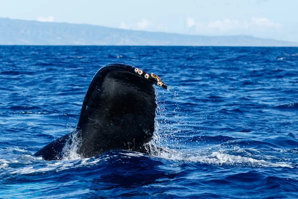 Хвіст горбатого кита трясеться . — стокове фото