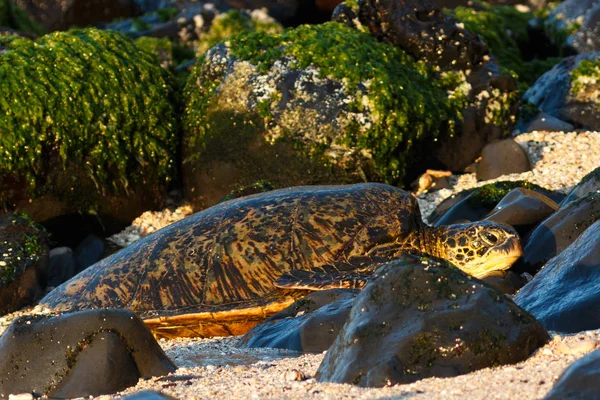 Sea turtle coming ashore at Hookipa beach. Stock Photo