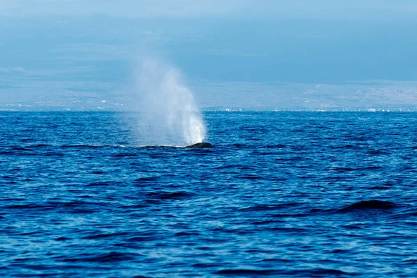 Humpback whale blowing or spouting. Stock Picture