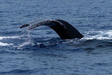 Kambur balina kuyruğu fluke.