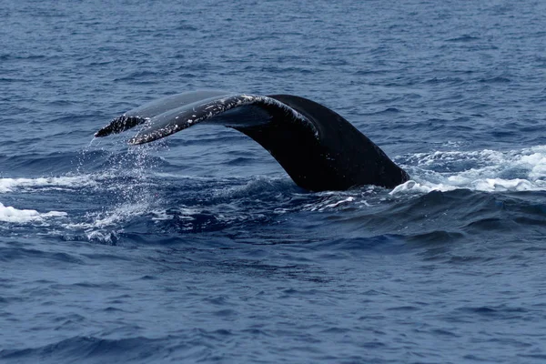 Kambur balina kuyruğu fluke.