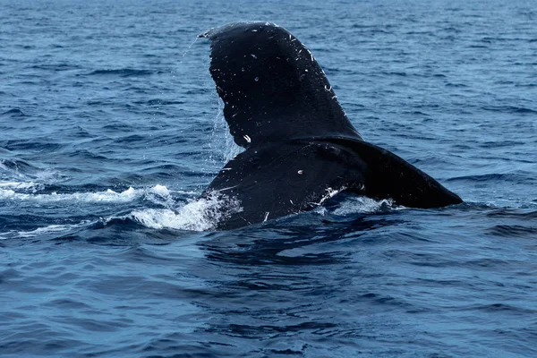 Humpback whale tail fluke. — Stock Photo, Image