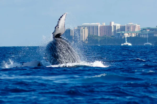 Hosszúszárnyú bálna megsértése. — Stock Fotó