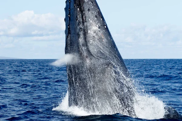 Καμπούρης φάλαινα παραβίαση. — Φωτογραφία Αρχείου