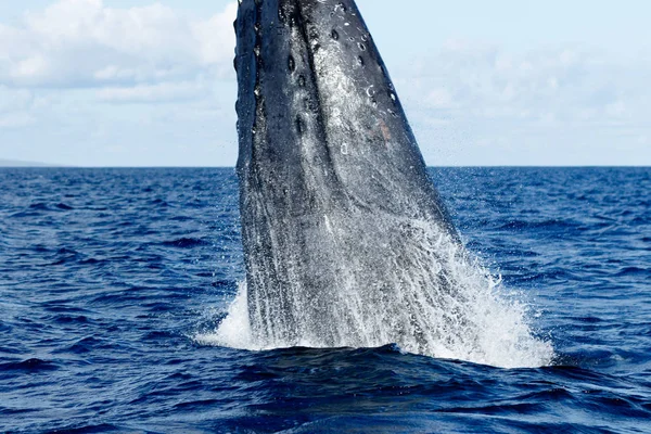 Humpback whale breaching. Royalty Free Stock Images