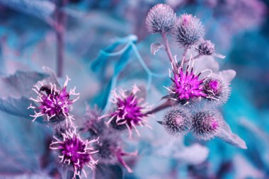 Yumuşak yaz çiçeklenme mor çiçekler bir açık mavi renkli açık makro üzerinde odaklanın. Çiçek deseni. Çiçekler ve doğanın muhteşem zarif sanatsal görüntü