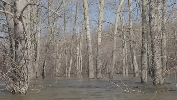High Water Trees Water Camera Movement Right Left — Stock Video