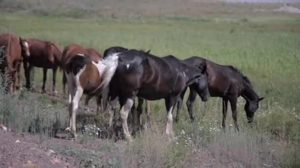 Chevaux dans le champ, herbe 