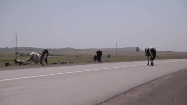 Cavalos Estrada Animais Estrada Estrada Asfalto — Vídeo de Stock