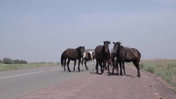 Chevaux sur la route, asphalte, champ, ciel 