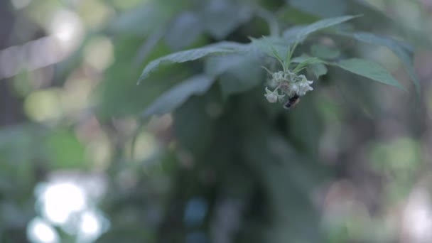 蜜蜂和大黄蜂在树莓枝上 用昆虫进行覆盆子授粉 — 图库视频影像