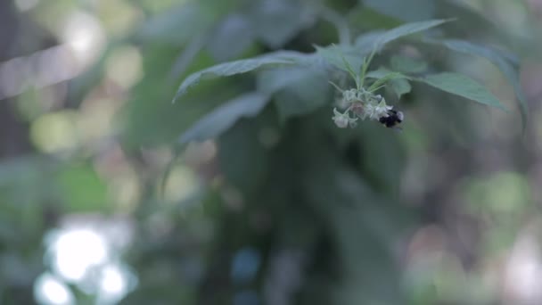 覆盆子枝上的大黄蜂 用昆虫给覆盆子授粉 — 图库视频影像