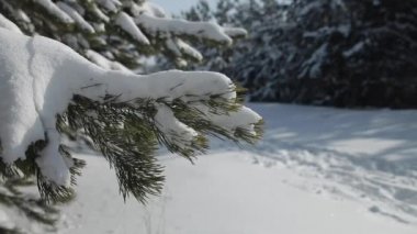 Kış ormanındaki kız fotoğrafçı. Soldan sağa