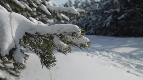 Una Fotógrafa Bosque Invierno Izquierda Derecha — Vídeos de Stock