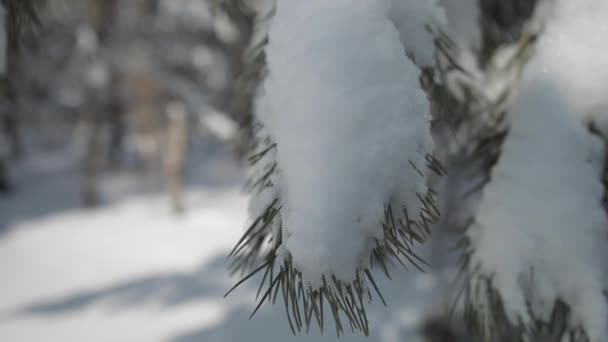 Floresta Inverno Ramo Neve Abeto Árvore Direita Para Esquerda — Vídeo de Stock