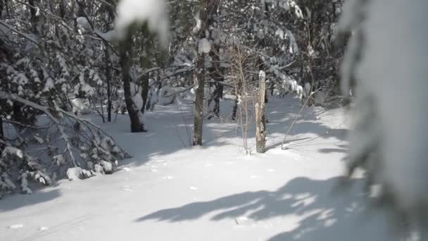 Χειμερινό Δάσος Ένα Κλαδί Στο Χιόνι Σπρους Δέντρο Δεξιά Προς — Αρχείο Βίντεο