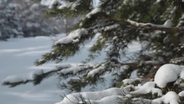 Χειμερινό Δάσος Κλαδί Κίνηση Από Δεξιά Προς Αριστερά — Αρχείο Βίντεο