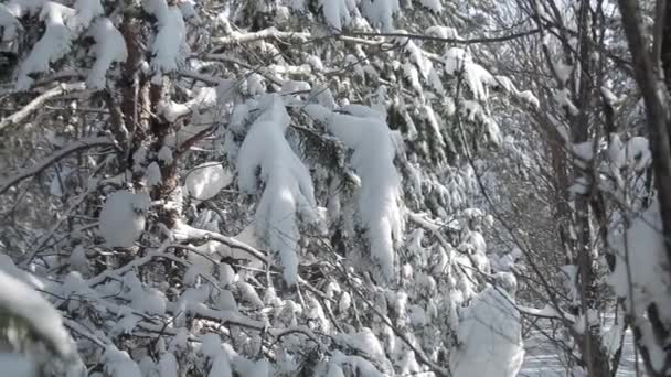 Floresta Inverno Ramo Floresta Abeto Neve Movimento Direita Para Esquerda — Vídeo de Stock