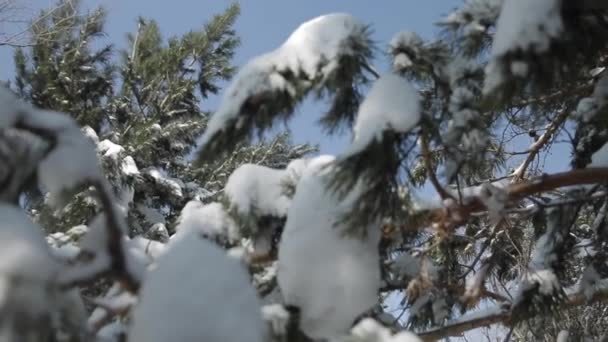 Zimní Les Větev Sníh Smrk Borovice Strom Diagonální Pohyb Shora — Stock video