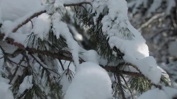 Winterwald Ast Schnee Baum Fichte Bewegung Von Links Nach Rechts — Stockvideo