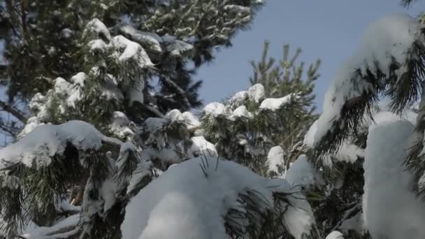 Χειμερινό Δάσος Κλαδιά Δέντρων Ερυθρελάτη Κίνηση Από Δεξιά Προς Αριστερά — Αρχείο Βίντεο