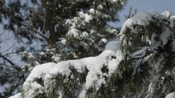 Χειμερινό Δάσος Κλαδιά Δέντρο Ερυθρελάτη Κίνηση Από Αριστερά Προς Δεξιά — Αρχείο Βίντεο