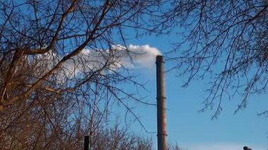 Tüttür. Baca. Yapraksız ağaçlar