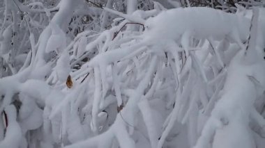 Kış ormanı, dallar, ladin, çam, kar, çapraz taban yukarı hareket