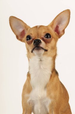 Chihuahua köpek stüdyo ışık beyaz zemin üzerine