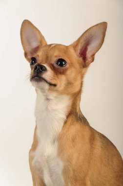 Chihuahua köpek stüdyo ışık beyaz zemin üzerine