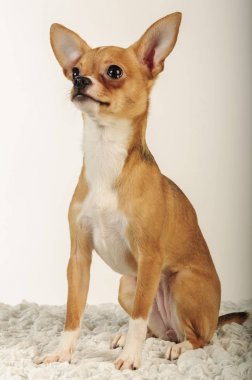 Chihuahua köpek stüdyo ışık beyaz zemin üzerine