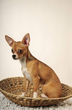 Chihuahua dog in the studio on a light white background clipart