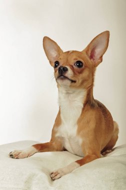 Chihuahua köpek stüdyo ışık beyaz zemin üzerine