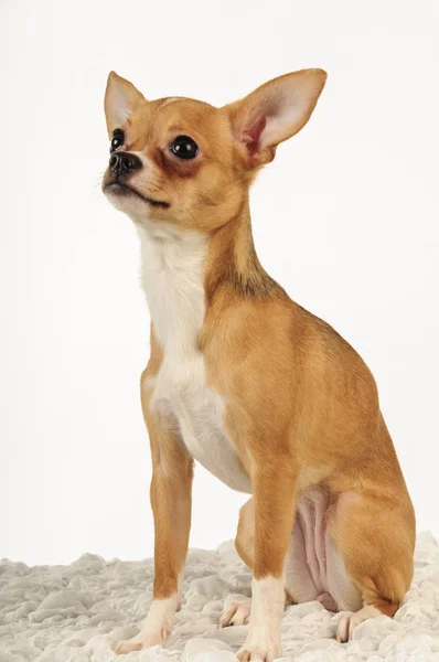 Chihuahua köpek stüdyo ışık beyaz zemin üzerine — Stok fotoğraf