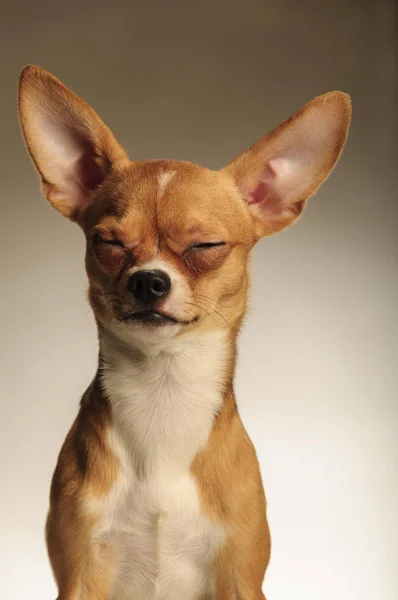 Chihuahua dog in the studio on a light white background — Stock Photo, Image