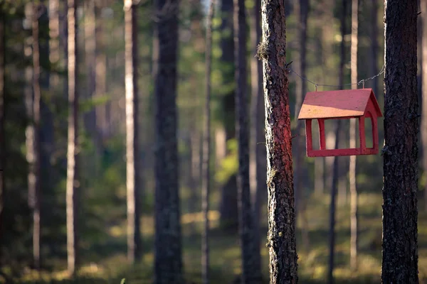 Birdhouse in the woods. birdhouse among the pine forest — Stock fotografie
