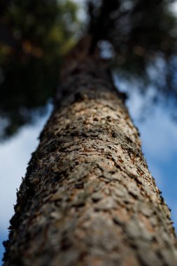 pine tree trunk with bark overlooking the blue sky