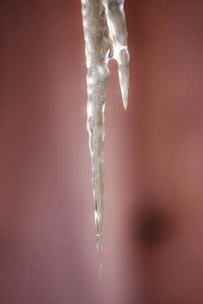 Spring icicle melts against the background of the red wall — Stock Photo, Image