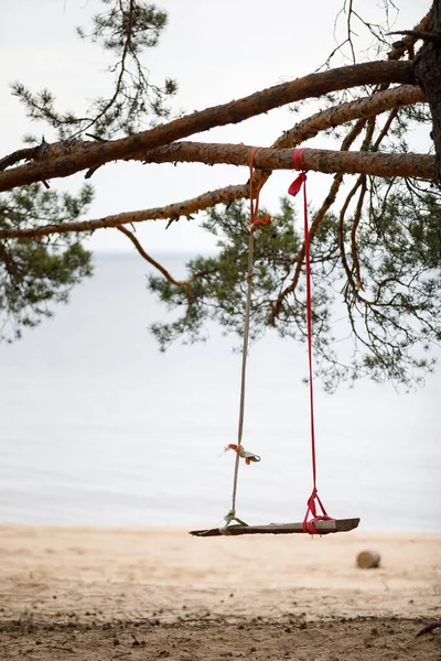 empty swings on the tree. View of the lake in the pine forest