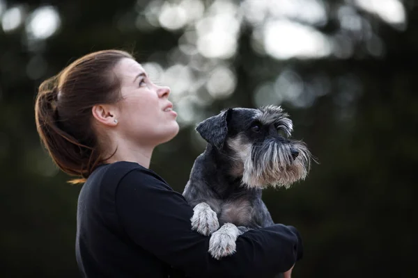 Girl with dog. schnauzer on his hands — Stock Photo, Image