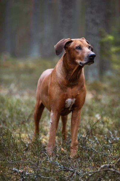Un grand chien brun dos de cheval rhodésien debout sur le dessus d'un champ couvert d'herbe — Photo