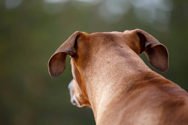 Portrait d'une dorsale rhodésienne dans la nature . — Photo