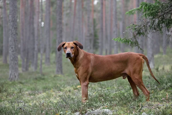 Portrait d'une dorsale rhodésienne dans la nature . — Photo