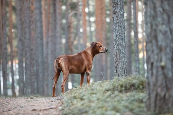 Portrait d'une dorsale rhodésienne dans la nature . — Photo