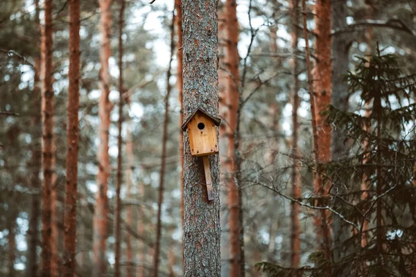 En fågelholk på en trädgren tallskog — Stockfoto