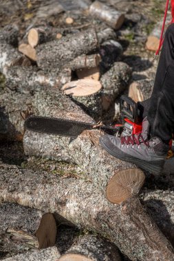 Elektrikli testereyle ağaç kesen bir adam. Orman plantasyonlarını eski ağaçlardan temizler, yakacak odun hazırlar.
