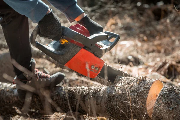 Muž, který řeže strom motorovou pilou. odstraňuje lesní plantáže ze starých stromů, připravuje dřevo na podpal — Stock fotografie