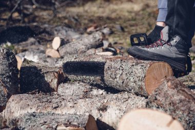 Elektrikli testereyle ağaç kesen bir adam. Orman plantasyonlarını eski ağaçlardan temizler, yakacak odun hazırlar.